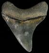 Serrated, Juvenile Megalodon Tooth #70567-1